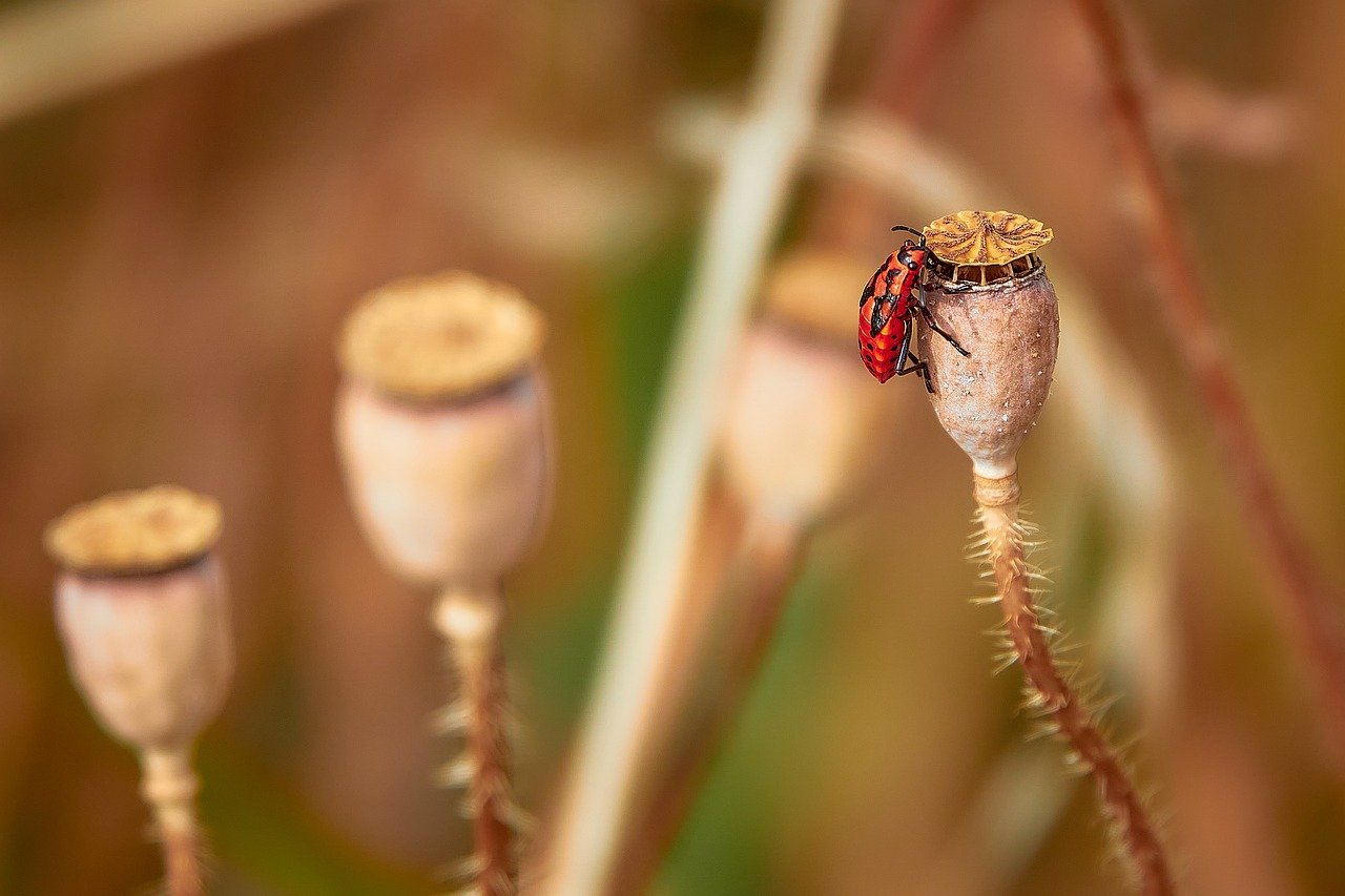 How to Practice Seed Saving in an Eco-Friendly Way?